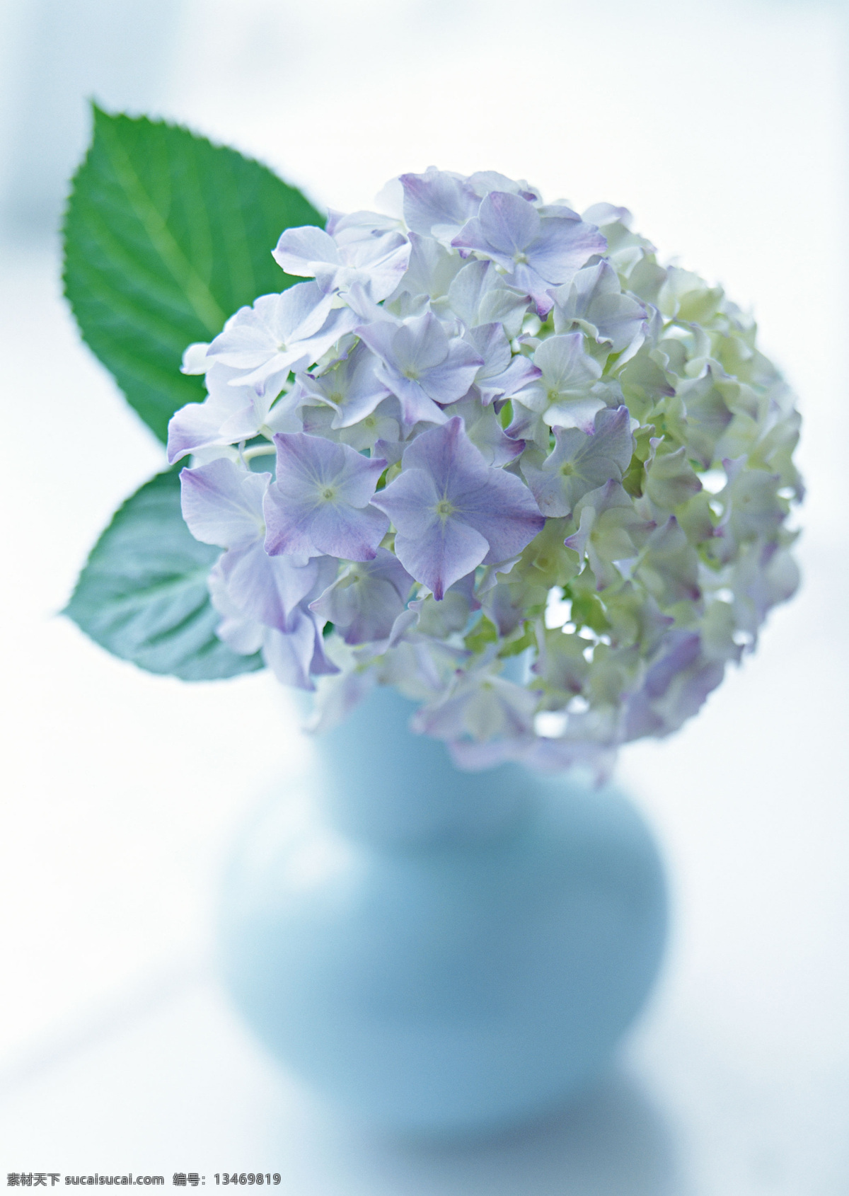 插花艺术 插花 艺术 花卉 花草 植物 生活空间 底纹素材 室内装饰 生活百科 生活素材 摄影图库