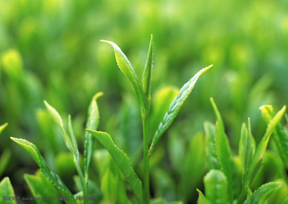 茶叶 嫩芽 绿芽 自然景观 田园风光 摄影图库 300