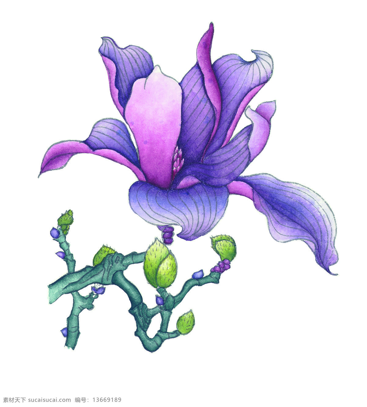 紫荆花 兰花 植物 花 树枝 国画 艺术 文化艺术 传统文化 设计图库