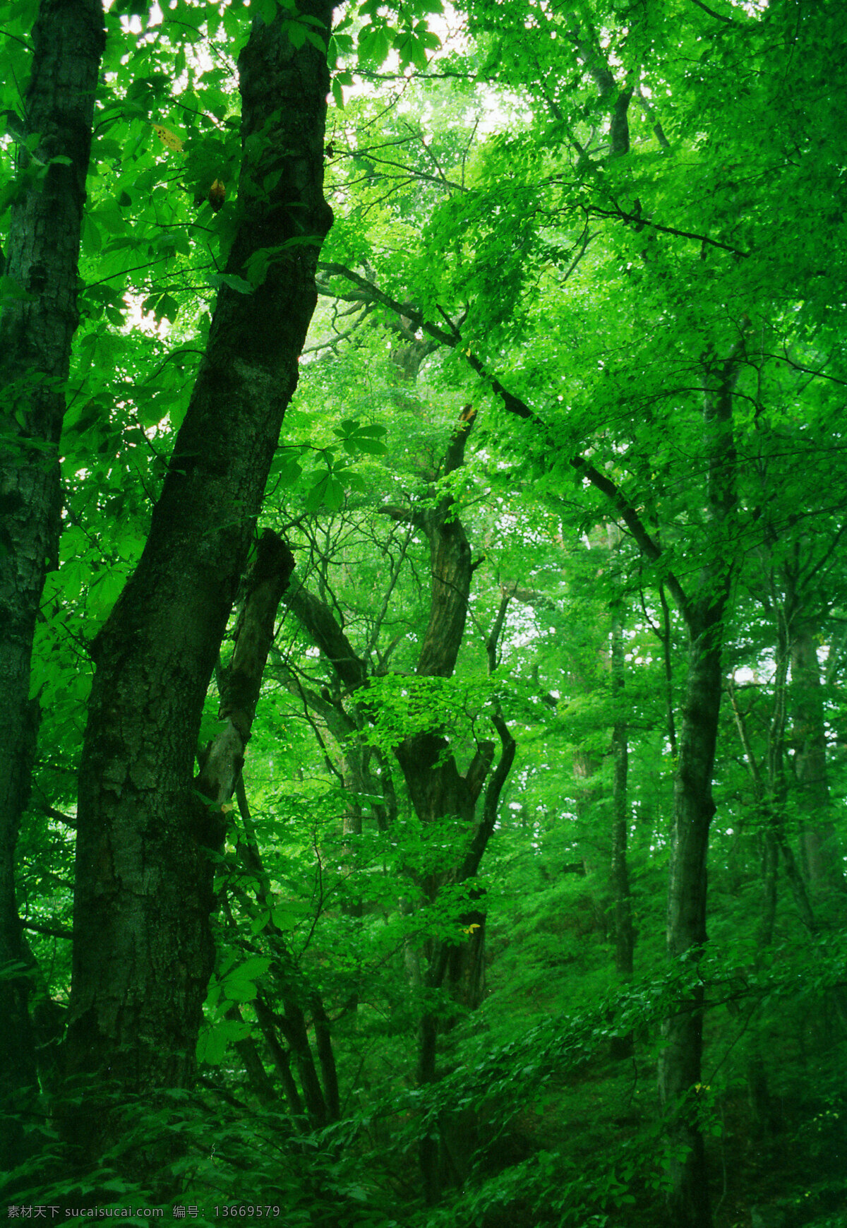 森林的绿色 森林 绿色 树木 自然风景 自然景观