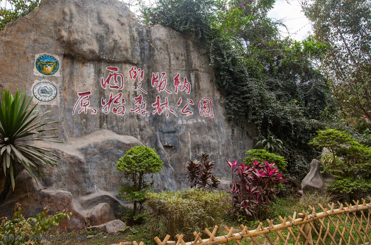 西双版纳 原始森林公园 傣族自治州 景洪 原始热带雨林 云南 休闲度假 热带景观 热带植物 自然风景 自然景观 国内旅游 原始 森林公园 旅游摄影