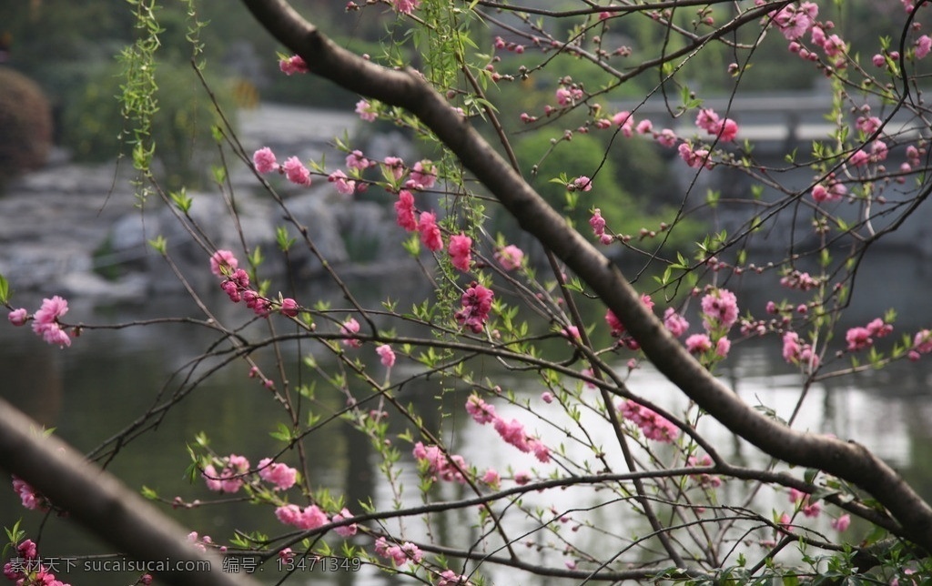 梅花 湖水 春天 含苞 高清 自然风景 旅游摄影