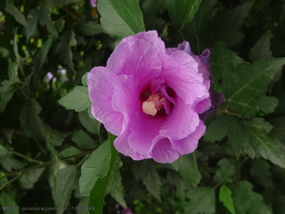 木槿花 木槿 无穷花 花卉 花儿 花草 植物 园林绿化 绿化景观 装饰画 生物世界