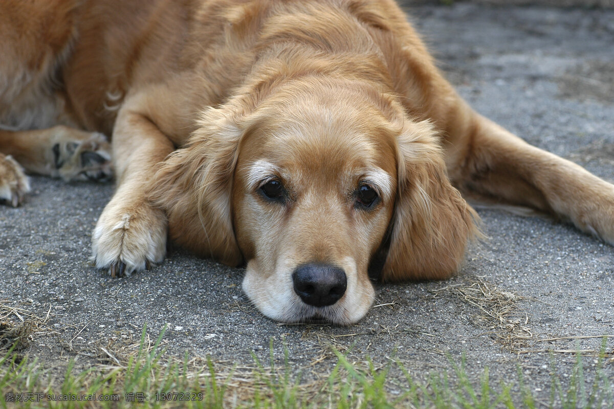 趴 狗 宠物 可爱小狗 名贵 犬种 动物世界 宠物摄影 陆地动物 生物世界 狗狗图片