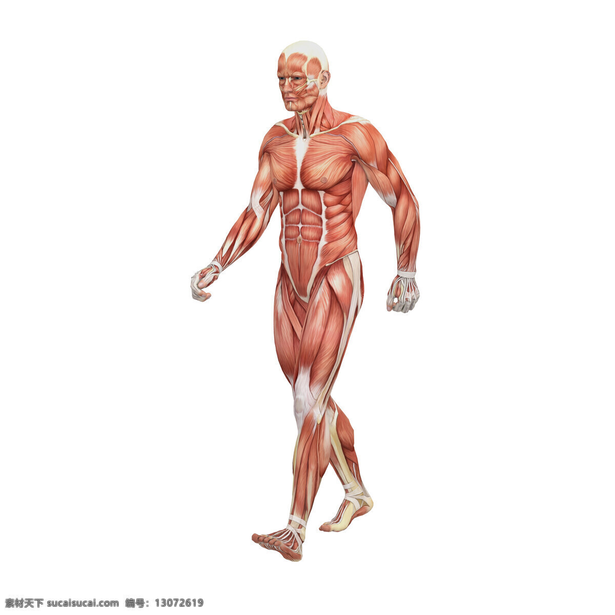男性 人体 肌肉 组织 人体解剖学 男性人体 肌肉组织图 医学 医疗护理 人体器官图 人物图片