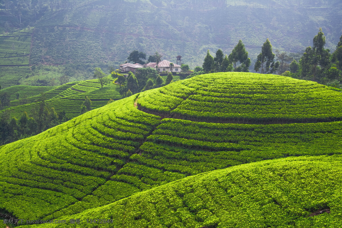 美丽 茶山 风景 茶园 茶田 茶叶 绿茶 自然风景 美丽风景 景色 农业生产 现代科技