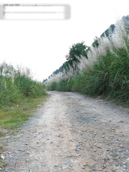 芦苇免费下载 草 杭州 芦苇 路 旅游摄影 绿色植物 山 摄影图 树 富阳 黄公望风景 杭州旅游 风景图片 风景 生活 旅游餐饮