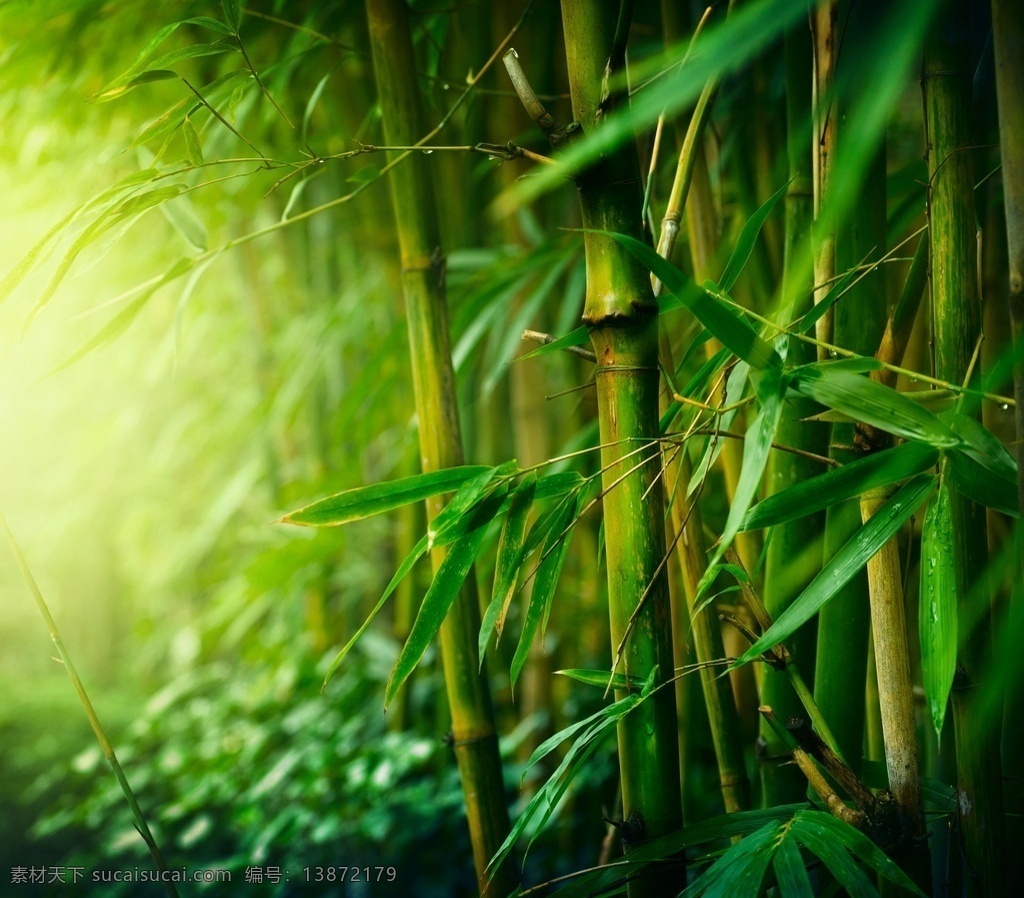 唯美竹子 自然 风景 风光 唯美 清新 意境 植物 旅游 公园 秦皇岛 北戴河 绿色 竹子 竹 竹林 树木树叶 生物世界