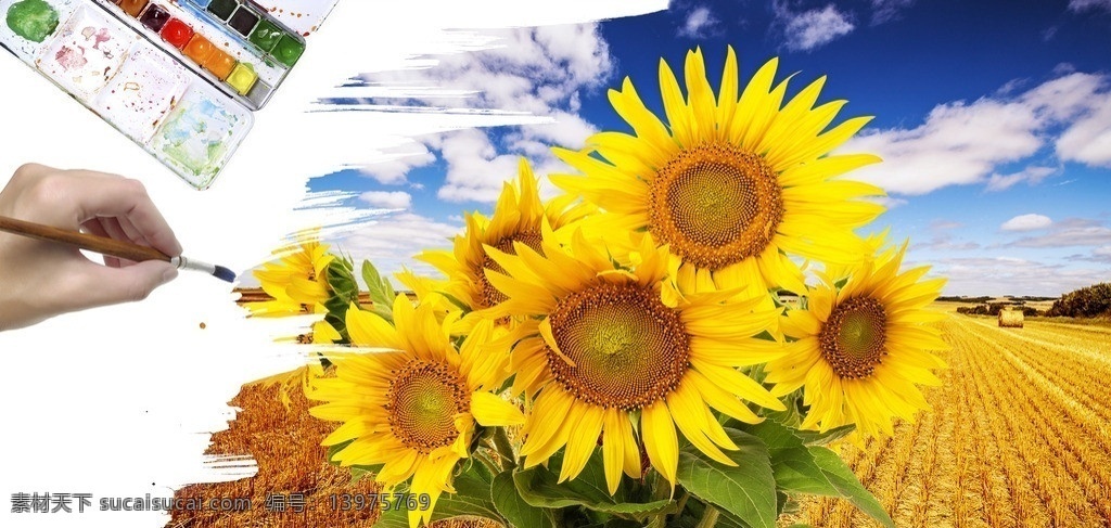 向日葵 鲜花 葵花 花朵 花 花草 花卉 生物世界 自然风景