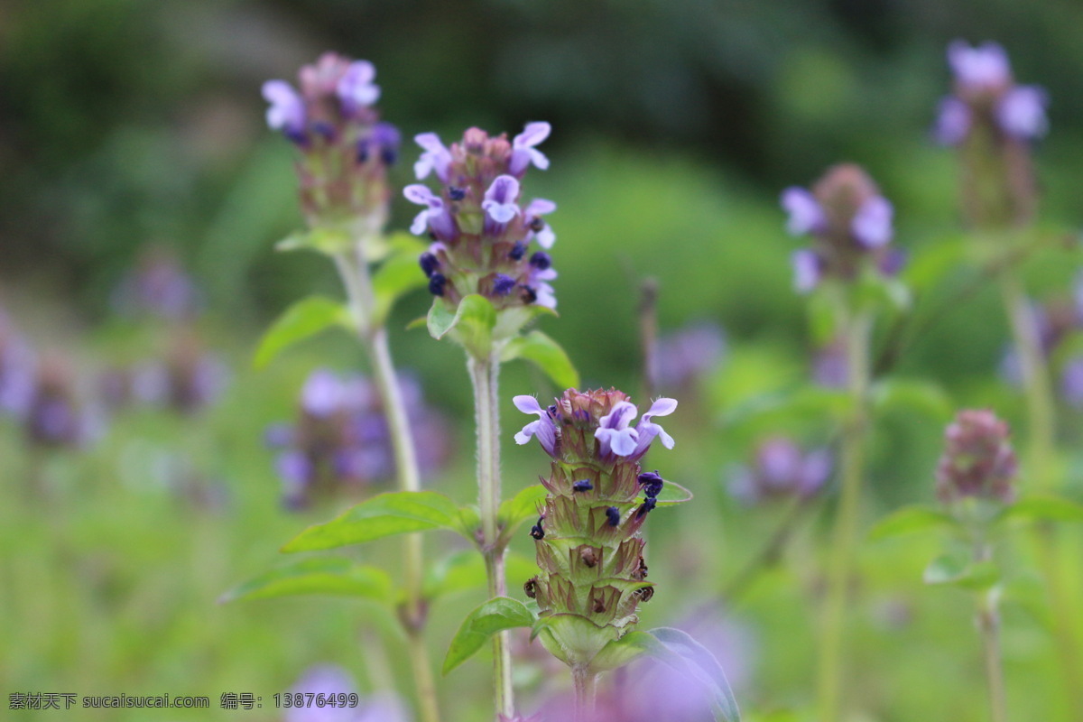 夏枯草 花 紫色花 绿叶 绿茎 田园 生物世界 花草