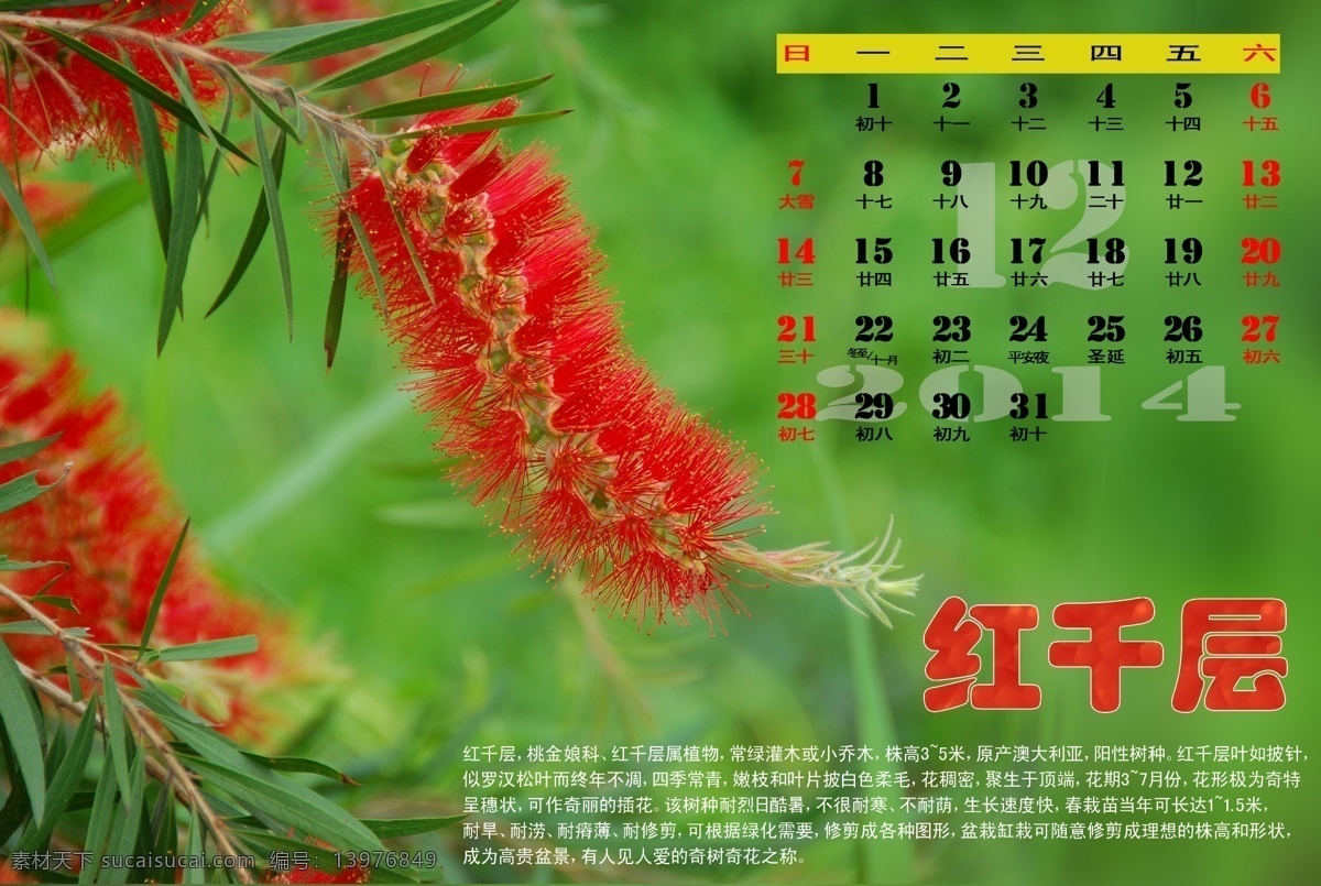 2014 电子台历 广告设计模板 花卉 其他模版 源文件 植物 电子 台历 月 模板下载 红千层 节日素材 2015羊年