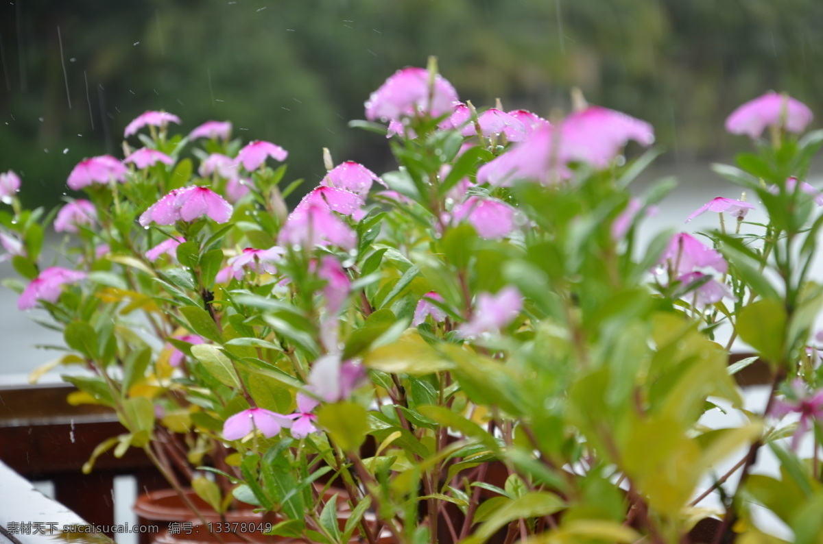 粉色小花 粉色 花 雨中小花 植物 绿色 花草 生物世界