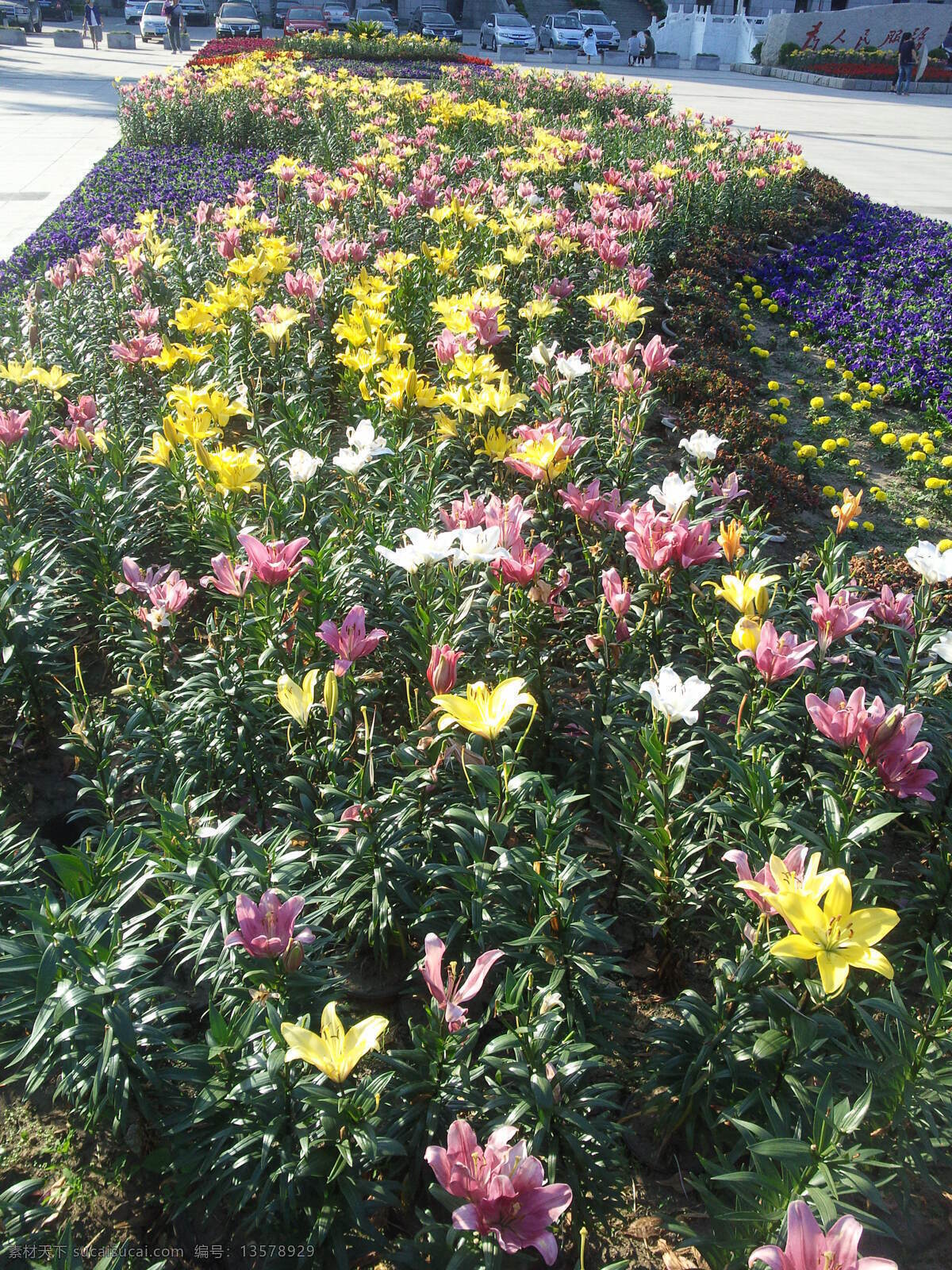 花池 广场 鲜花 花池造型 百合花 花卉 生物世界 花草