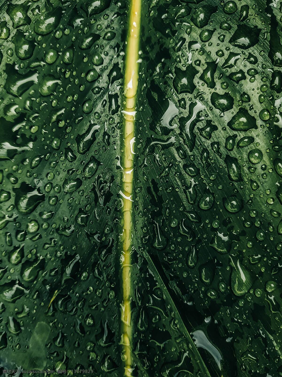 植物叶子 新鲜 雨滴 露珠 叶子 绿色叶子 生物世界 树木树叶