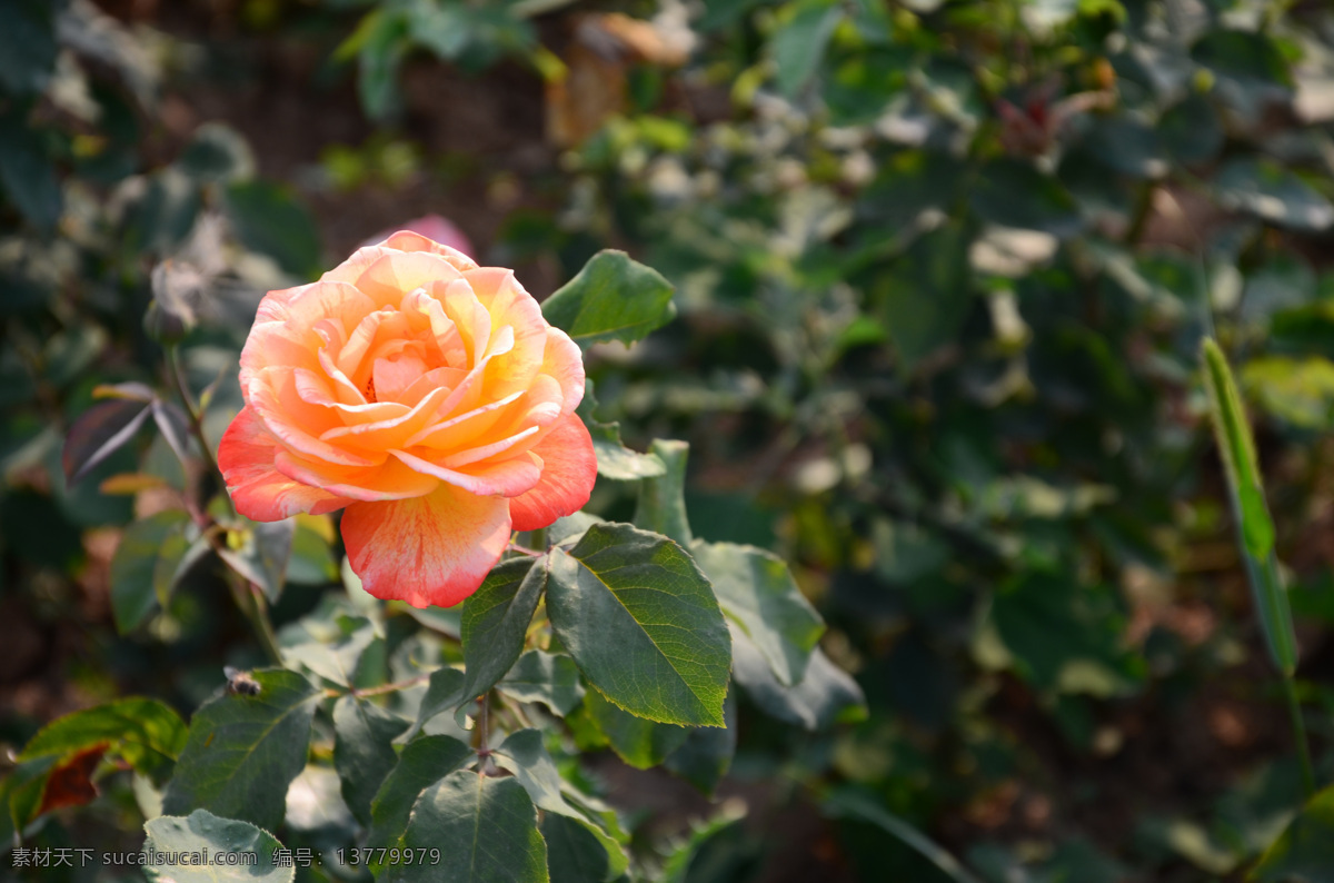 玫瑰 花蕾 花 自然 月季 美丽 柳仙谷 旅游摄影 国内旅游
