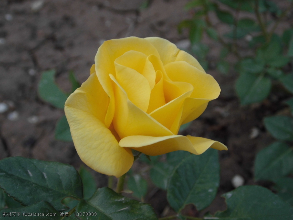 月季 春季 花草 生物世界 盛开 月季花 黄月季花 月季花特写 psd源文件