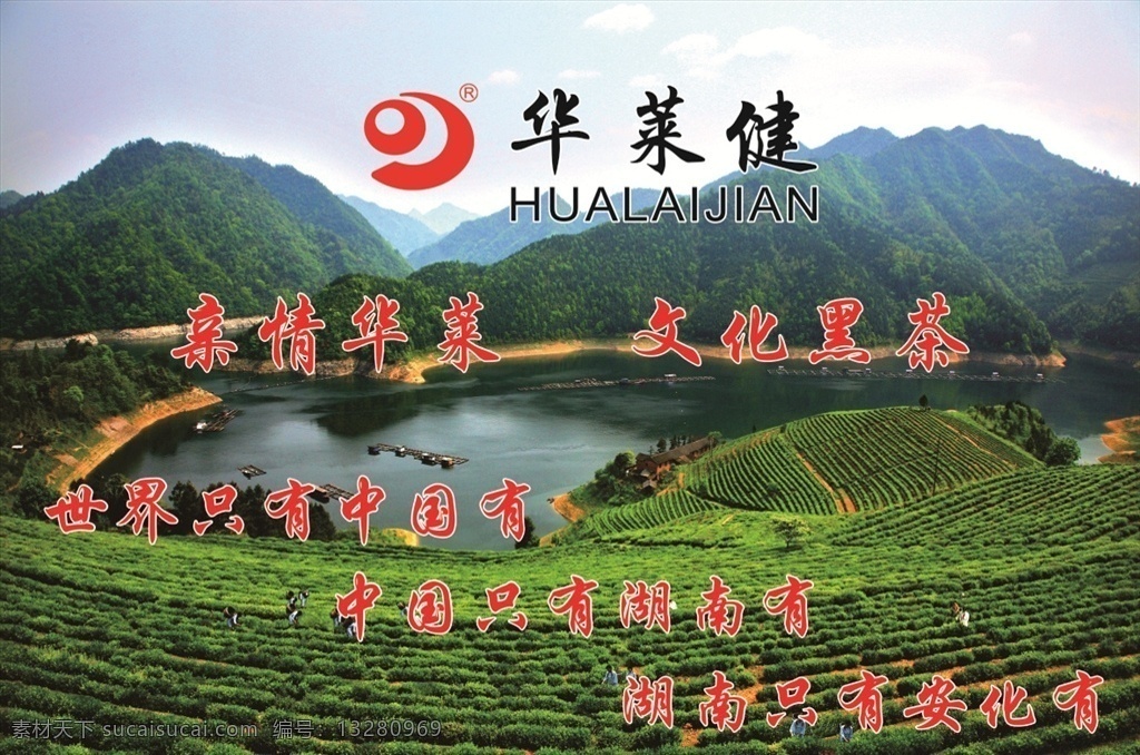 华 莱 健 安化 黑茶 背景 墙 华莱健 室内广告设计