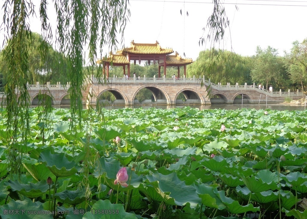 潍坊 安丘 青云山 长桥 近 山东省 潍坊市 桥 花草 生物世界