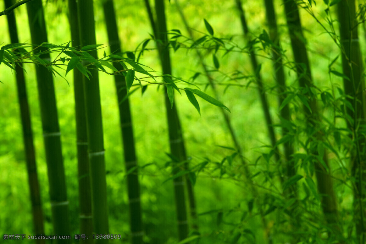 竹叶 生物世界 树木树叶 竹林 绿色竹 一片竹叶 矢量图 日常生活