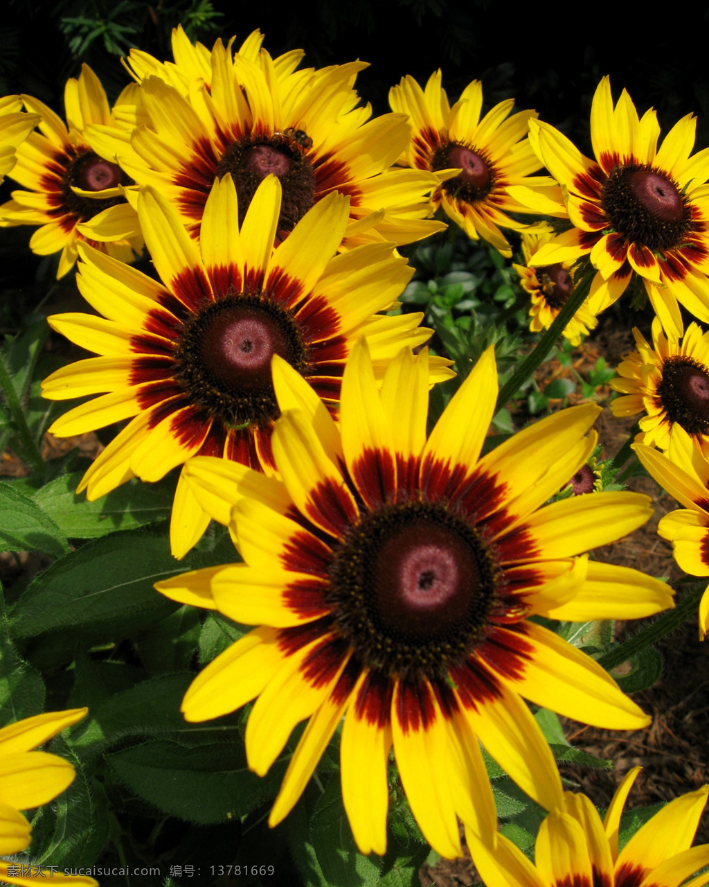 位图 植物摄影 写实花卉 花朵 向日葵 免费素材 面料图库 服装图案 黑色
