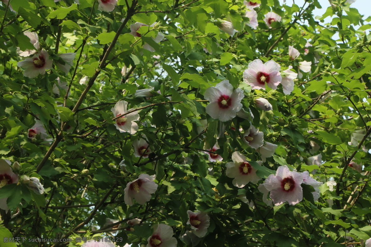 木槿花 木槿 无穷花 花卉 花儿 花草 植物 园林绿化 绿化景观 花骨朵 花朵 花蕊 园艺 木槿木槿花 生物世界