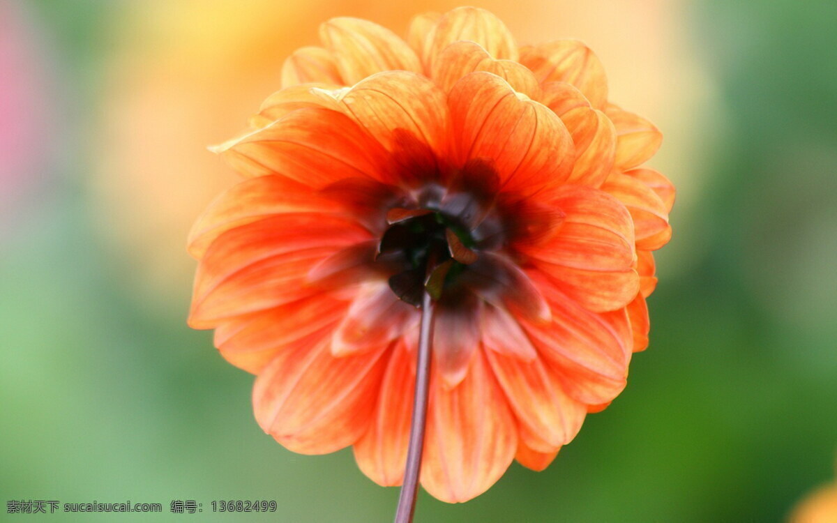 花卉免费下载 花朵 花朵图案 花朵图片 花朵组成的心 花卉 风景 生活 旅游餐饮