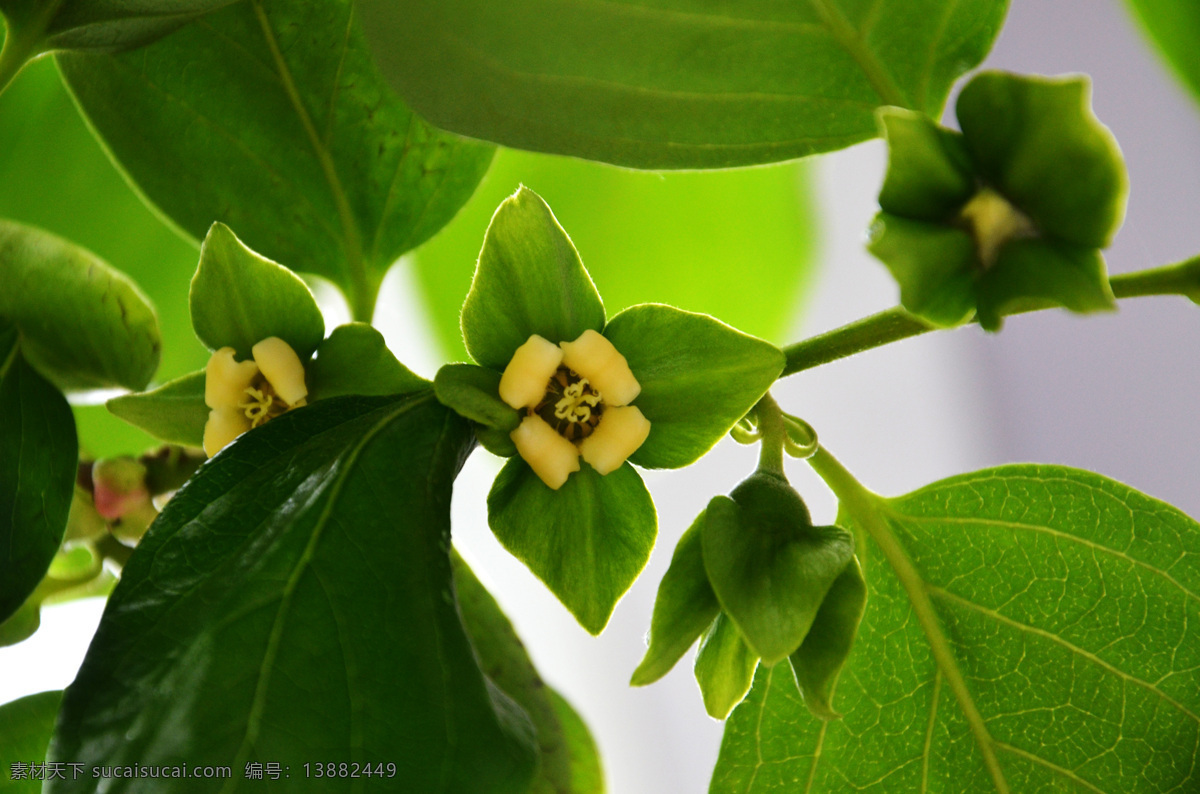 柿子树 绿叶 树木 树叶 柿子花 动植物花草 生物世界 花草 绿色