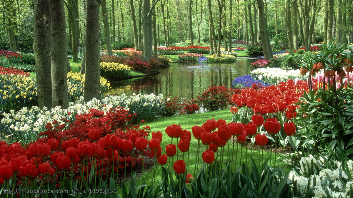 美丽风景 漂亮花朵 美丽花朵 自然风景 花海 自然景观