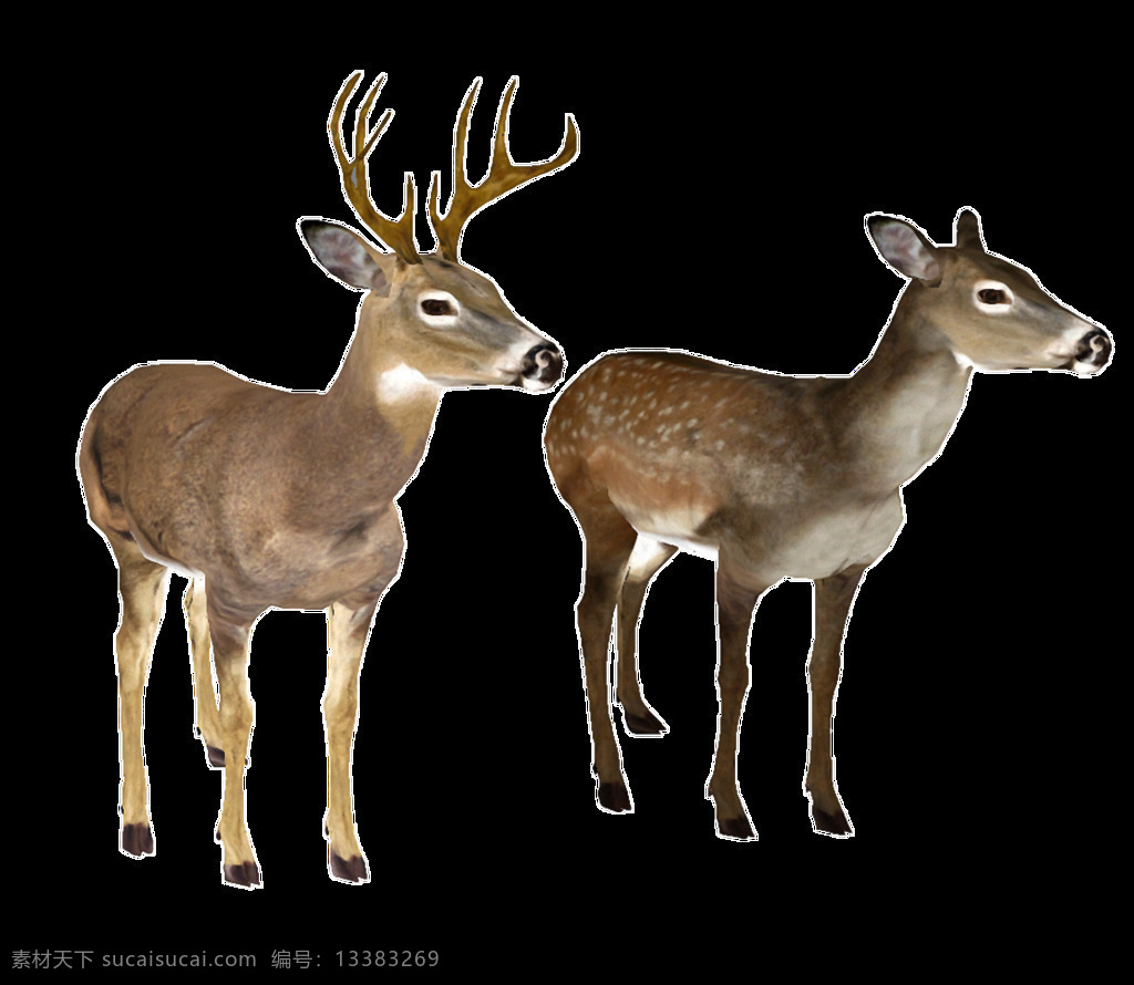 公 母 两 只 鹿 免 抠 透明 两只鹿图片 两只可爱的鹿 广告 两只圣诞鹿 两只驯鹿图片 圣诞 驯鹿
