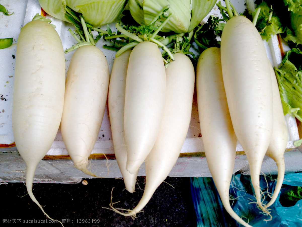白萝卜 萝卜 植物 蔬菜 如皋 新鲜 新鲜的 超市蔬菜 绿色食品 菜菔 罗服 泡菜 酱菜 腌制 健康 蔬菜瓜果 白色 生物世界