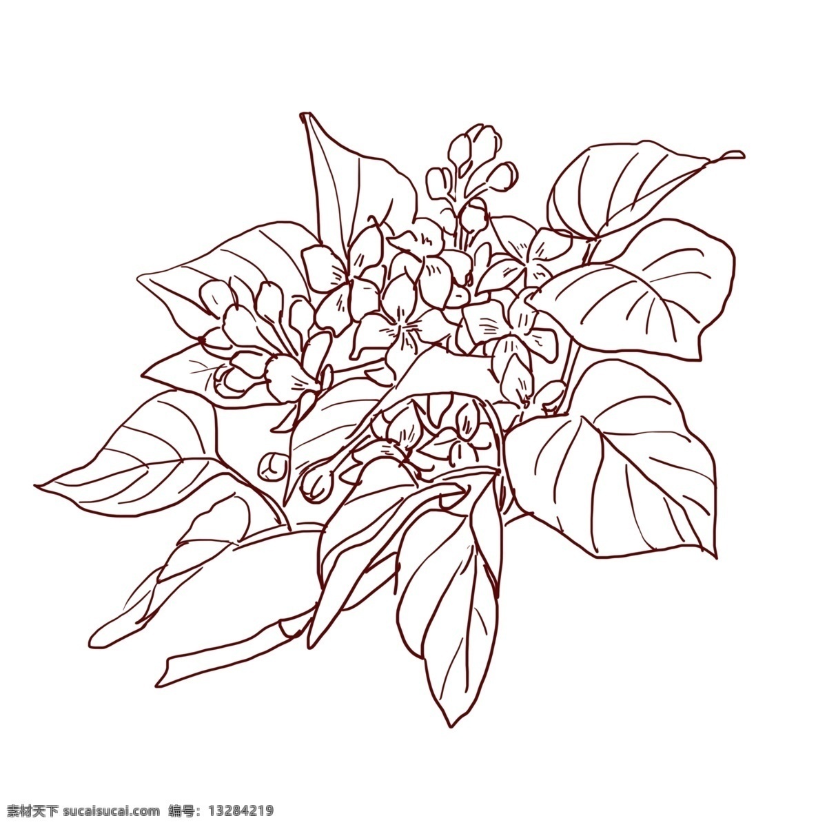线描 花朵 花苞 插画 手绘花卉花苞 黑色线描花卉 手绘植物插画 花骨朵插画 鲜花植物 花卉插画
