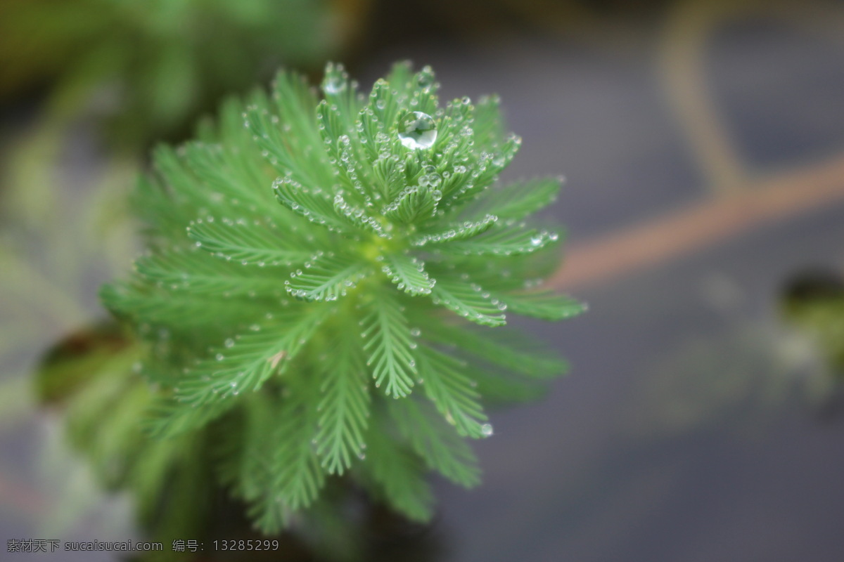 狐尾藻 水珠 水培植物 唯美 生物世界 花草