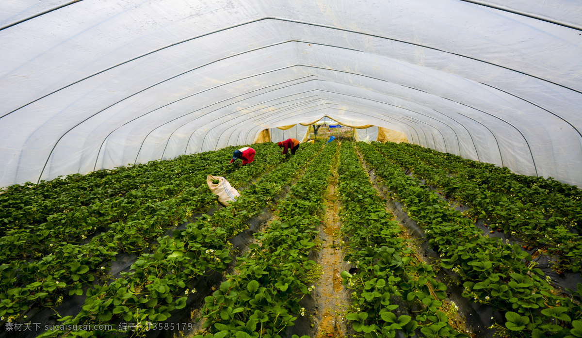 草莓大棚 富硒草莓 草莓种植 草莓基地 水果 水果基地 餐饮美食 传统美食