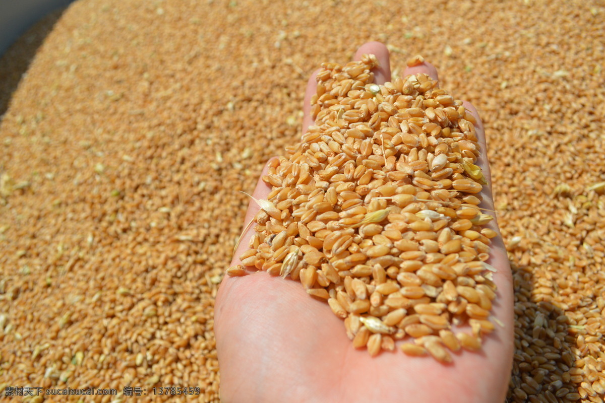小麦 麦子 麦籽 脱粒小麦 小麦晾晒 麦胚 小麦特写 手掌 新麦 其他生物 生物世界