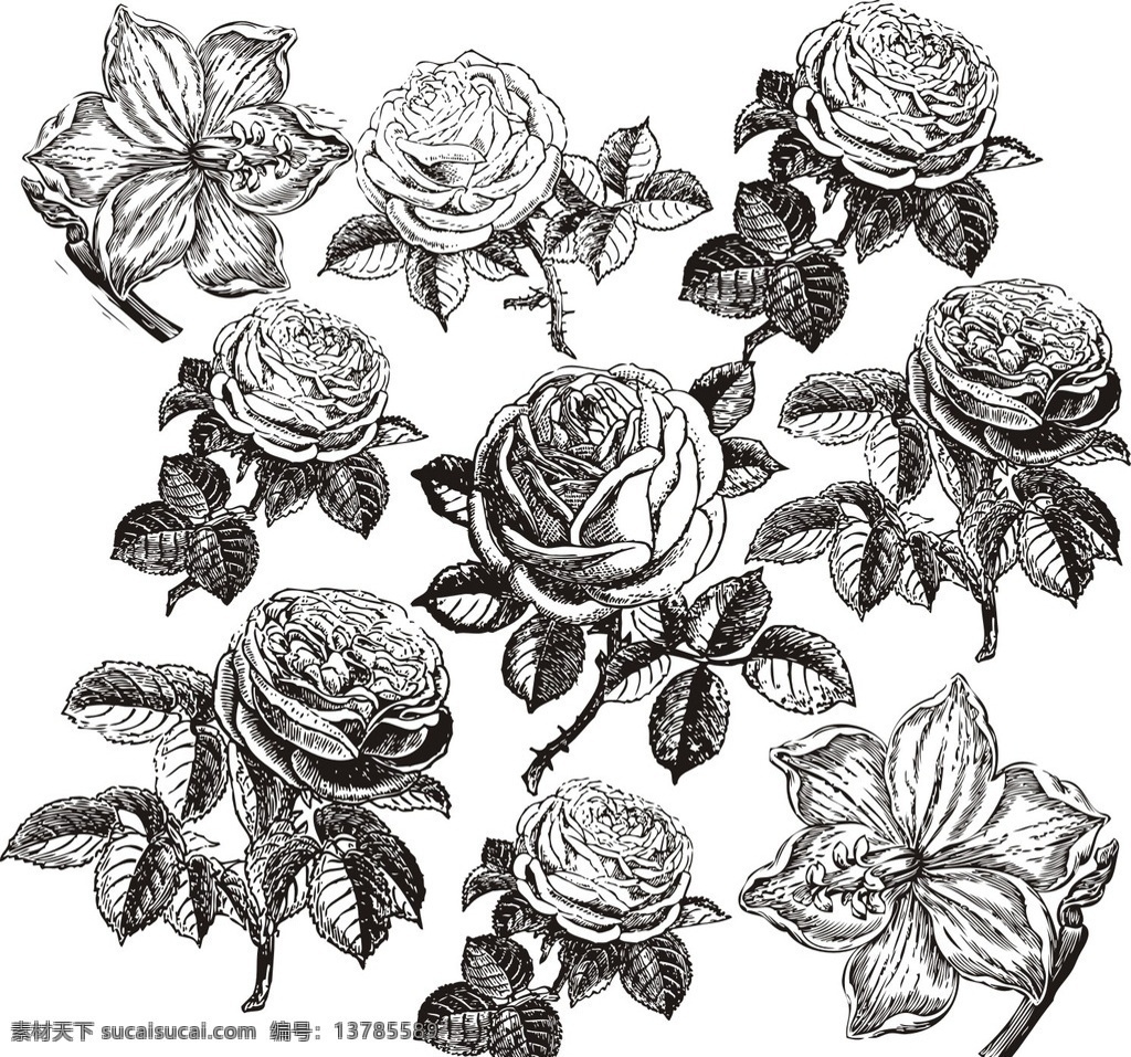 手绘玫瑰花 素描玫瑰花 手绘鲜花 素描鲜花 手绘花朵 情人节素材 文化艺术 绘画书法