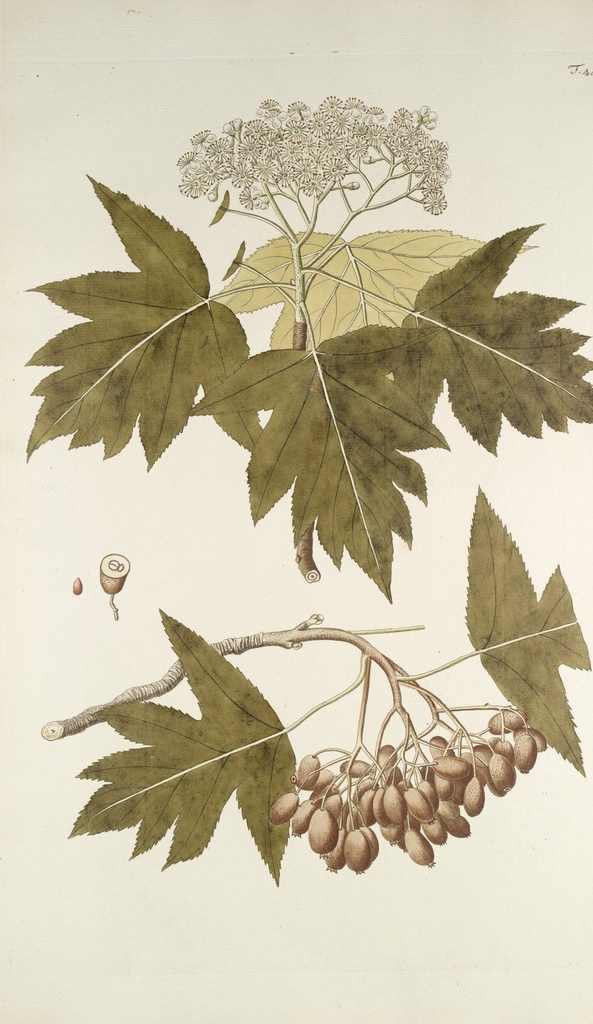精美 绘画 草本植物 图谱 植物手绘 欧美复古 花卉花朵 清新淡雅风格 花草绘画 设计参考 绘画素材 工笔画 装饰画 插画 植物图谱 树叶花朵 临摹素材 复古绘画 装饰画芯 叶片树枝 树干 植株 药材植物 彩铅绘画 植物花朵 生物世界 花草