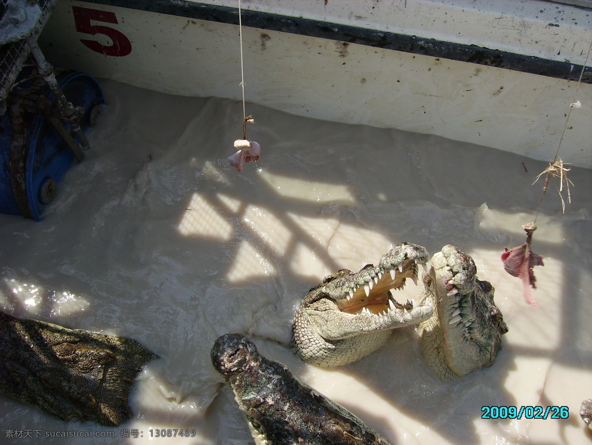泰国 鳄鱼 摄影图库 生物世界 水池 鱼类 泰国鳄鱼 肉鸡食物