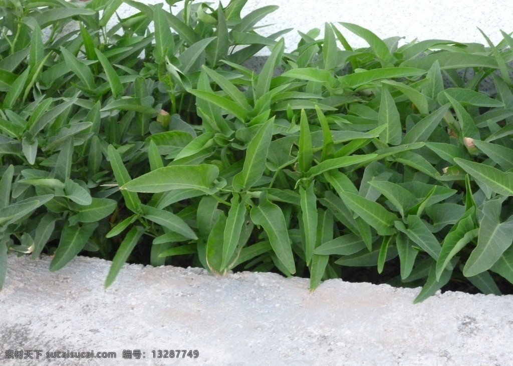 绿油油 空心菜 绿色 茂密 蔬菜 扁长叶 微泛黄 健康环保 生物世界