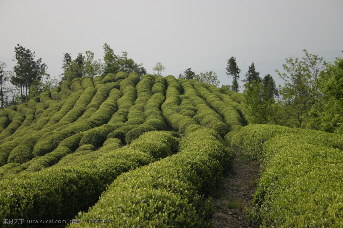 茶树 三峡绿茶 黄牛岩 户外 见闻 摄影图库 宜昌户外 自然风景 旅游摄影
