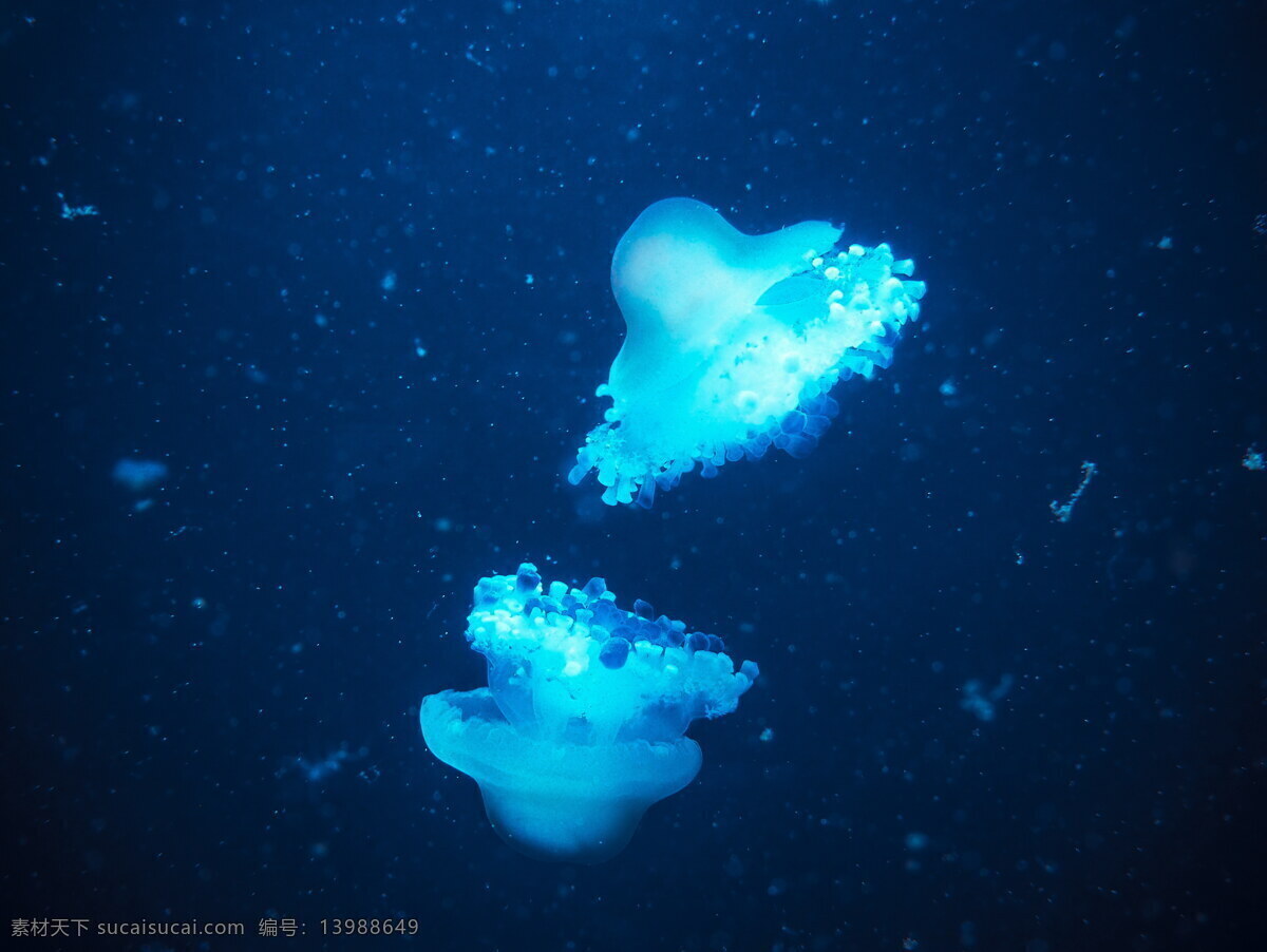 蓝色 水母 高清 蓝色水母 海蜇 透明水母 伞状