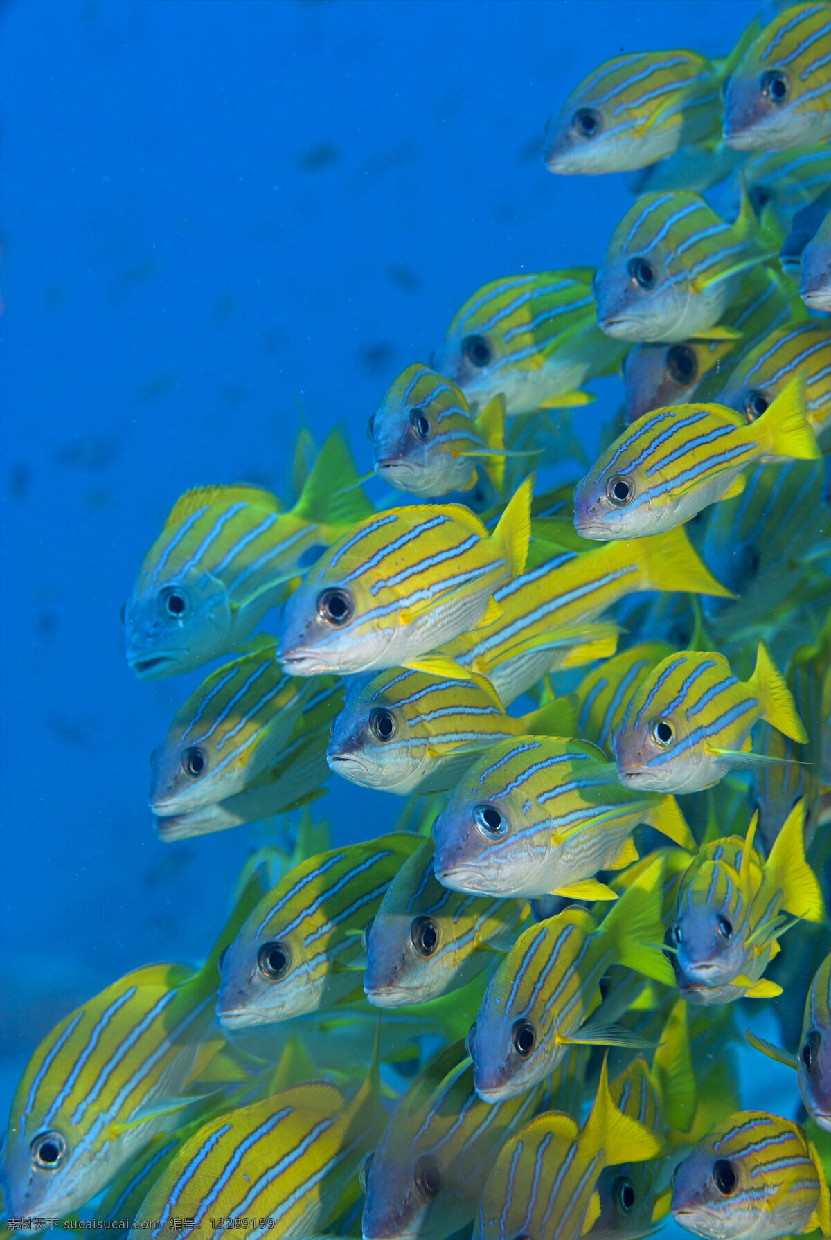 漂亮的鱼群 鱼群 海底世界 海底 海洋 大海 海中生物 自然界 鱼类 海鱼 海洋海边 自然景观 蓝色
