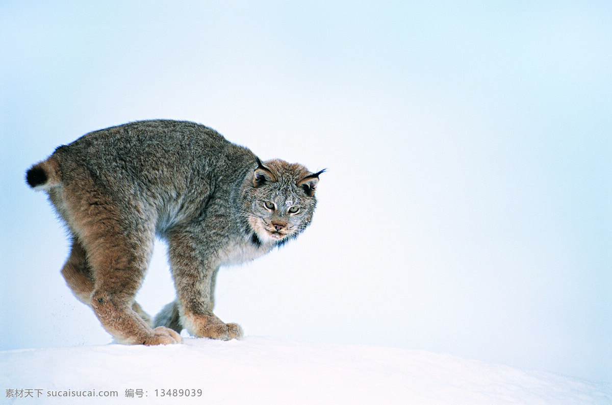 雪地上的野猫 野生动物 动物世界 哺乳动物 野猫 大猫 摄影图 陆地动物 生物世界 白色