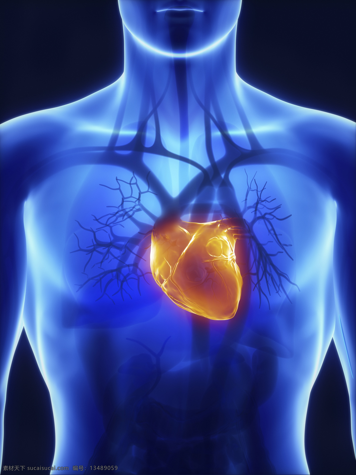 男性 人体 心脏 器官 男性器官 心脏器官 血管器官 人体器官 医疗科学 医学 人体器官图 人物图片