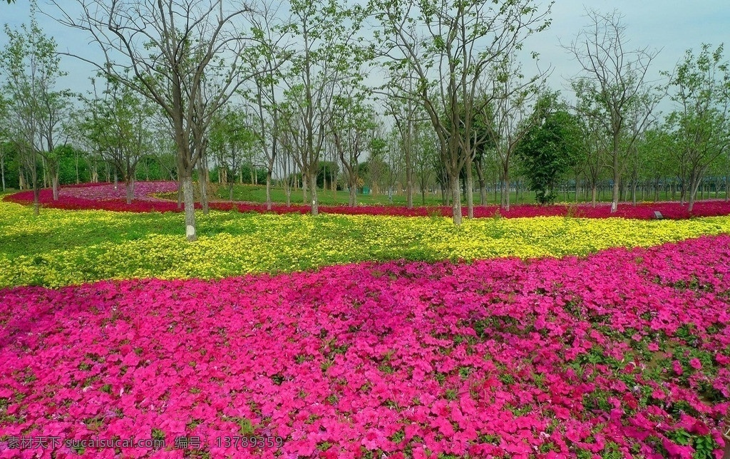 牵牛花 花海 红花 黄花 绿树 鲜花 花草 生物世界