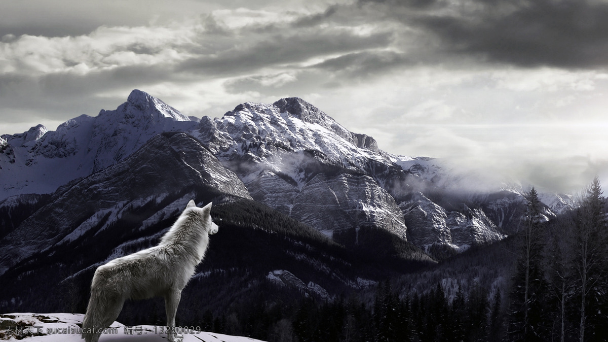 孤狼 野生动物 狼 山脉 遥望 野兽 凶猛 山 生物世界