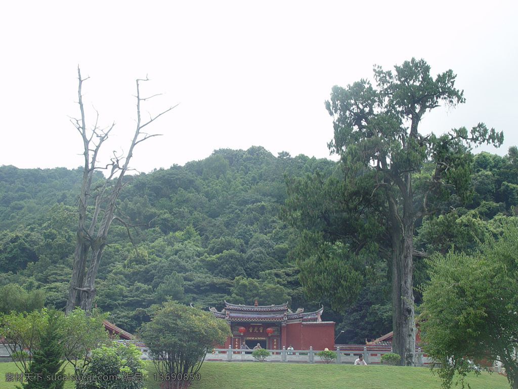 灵光 寺 前 生死 树 梅州 灵光寺 生死树 旅游摄影 国内旅游 风景名胜 摄影图库