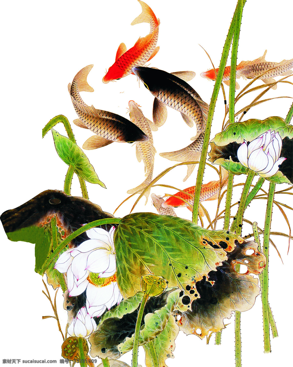 古风 鲤鱼 古画 高清古画 鲤鱼古画素材 文化艺术