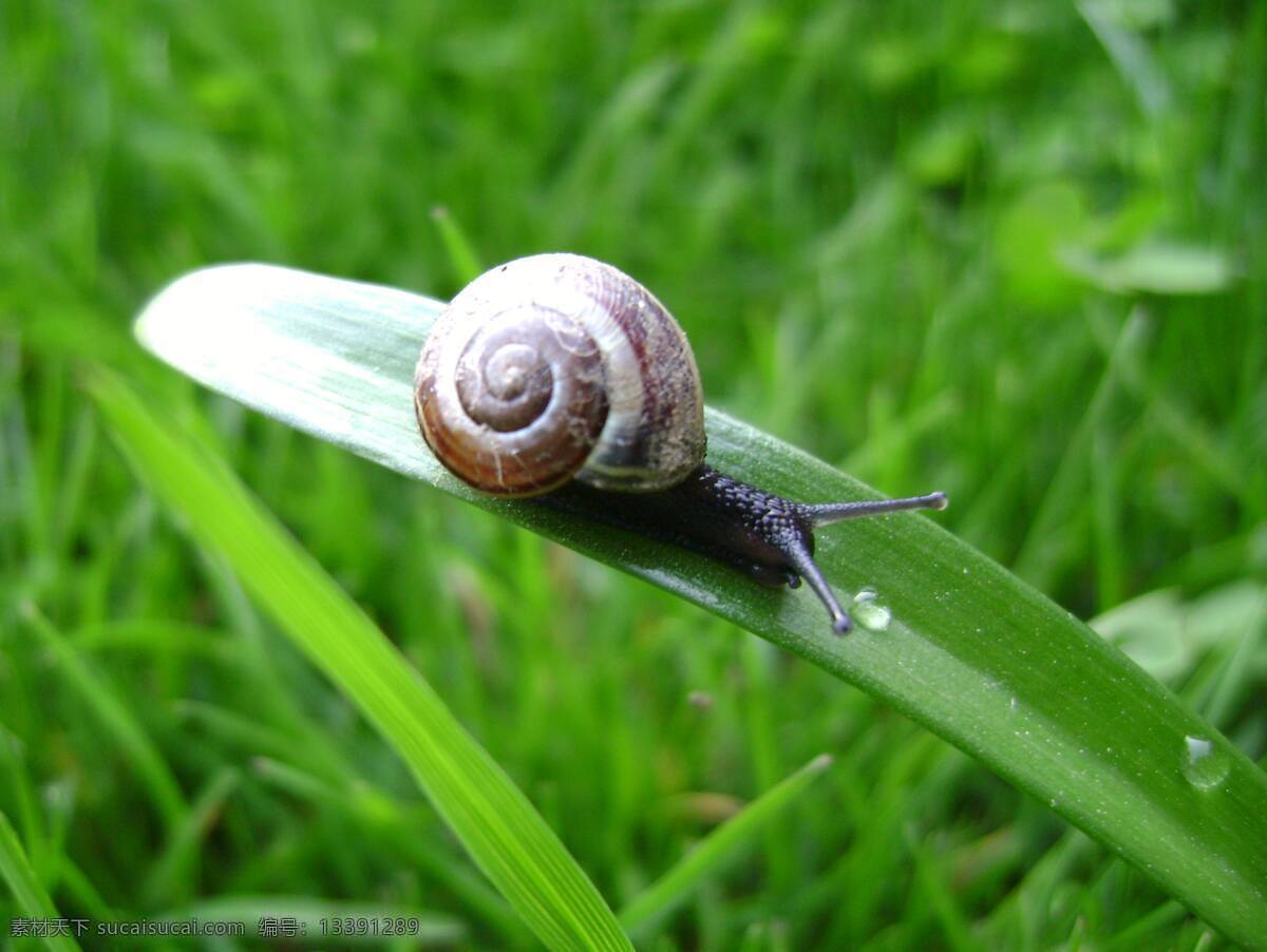 蜗牛 动物图片 昆虫 昆虫图片 生物世界 蜗牛素材 蜗牛图片 昆虫摄影