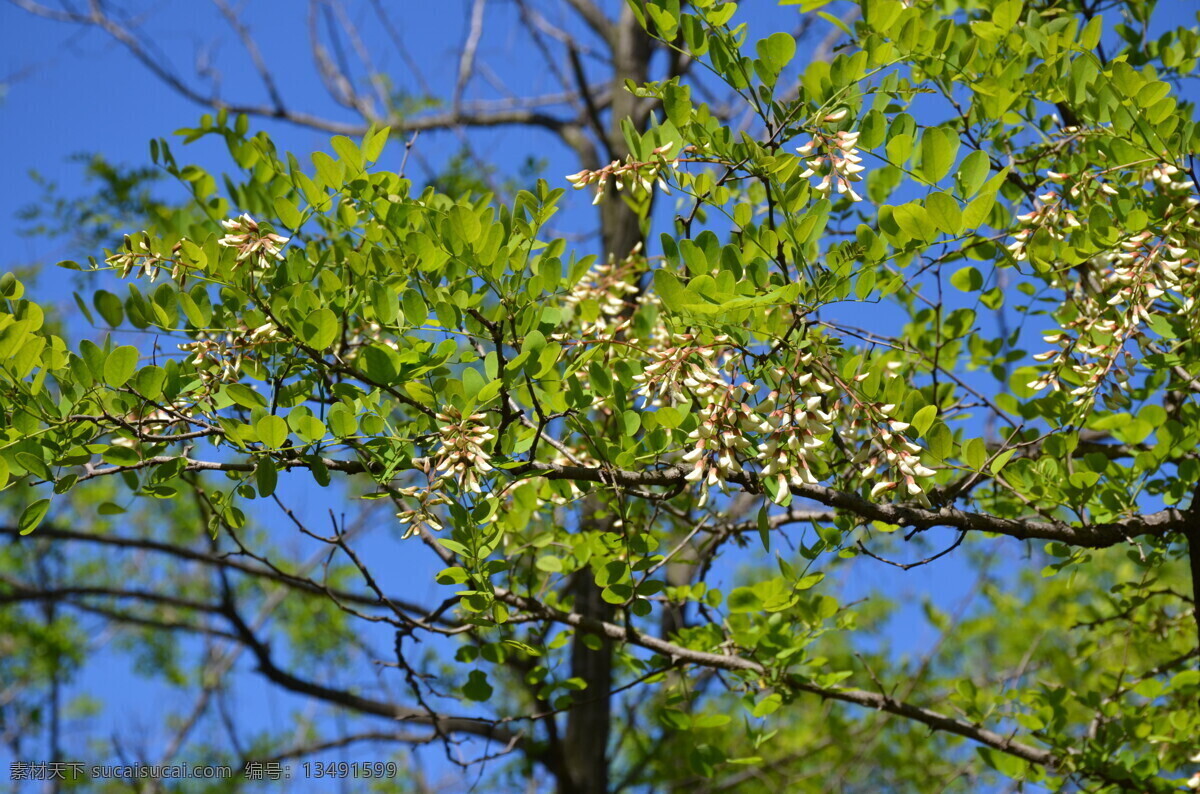 槐花 槐树 槐树开花 槐花林 槐树林 槐花节 生物世界 花草 绿色