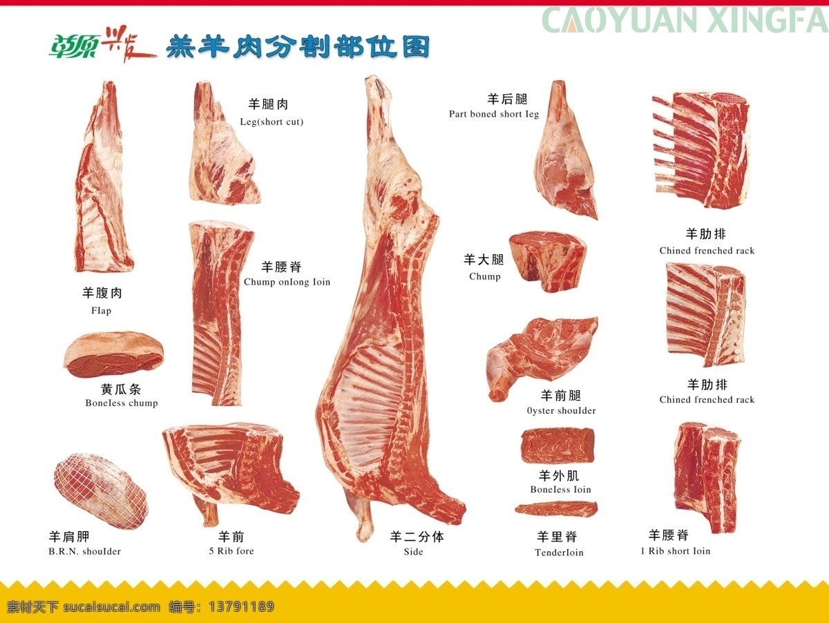 羊分割图 草原兴发 羊 分割 图 分层 源文件库